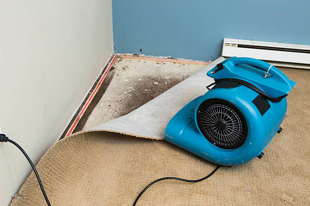 Best Mold removal after water damage  in Saylorsburg, PA